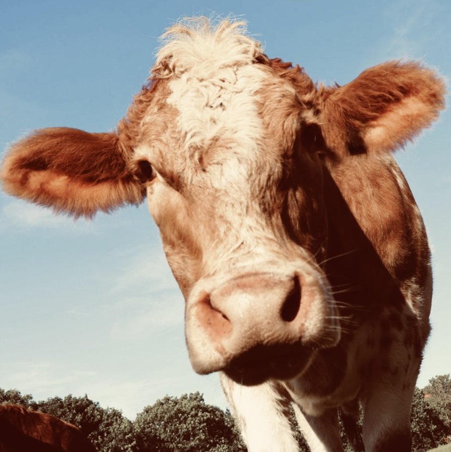 A curious red and white cow leaning toward the camera under a blue prairie sky
